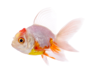 gold fish isolated on transparent png