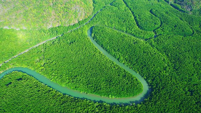 A mangrove forest along a winding river is a stunning ecological system that offers crucial benefits to the environment, including flood control and marine life support. Thailand. 4K aerial view
