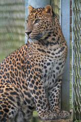 Male Sri Lankan leopard. In captivity at Banham Zoo in Norfolk, UK	