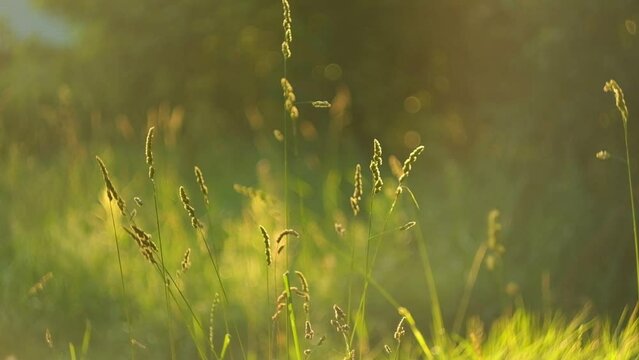 Abstract warm landscape of dry wildflower and grass meadow on warm golden hour sunset or sunrise time. Tranquil autumn fall nature field background. Soft golden hour sunlight panoramic countryside