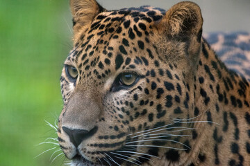 Close up head portrait of male Sri Lankan leopard. In captivity at Banham Zoo in Norfolk, UK	