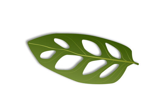 leaf janda bolong