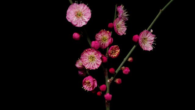 Time lapse footage of blooming pink plum blossoms isolated on black background, many flowers blooming from bud to full blossom, 4k video.