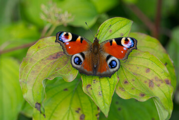 European peacock butterfly (Aglais io) sitting on green leaf in Zurich, Switzerland
