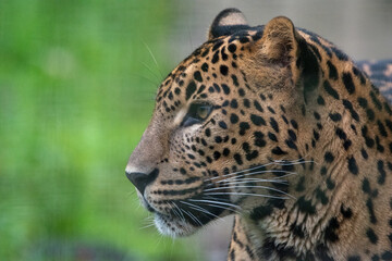 Side on profile portrait of male Sri Lankan leopard. In captivity at Banham Zoo in Norfolk, UK	