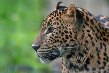 Side on profile portrait of male Sri Lankan leopard. In captivity at Banham Zoo in Norfolk, UK	