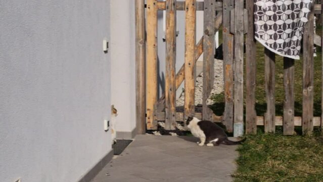Female domestic cat, Felis Catus, in heat trapped by male cat trying to fertilize her. Background of a modernized country house with a wooden fence. 