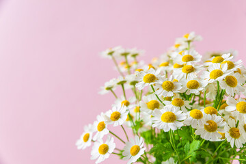 Close up of camomile or chamomile flowers on pink background. Wedding or Mothers day card