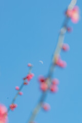 梅の花と月