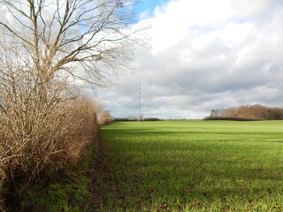 field of wheat