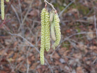 photo shoots of nature in Northern Germany 