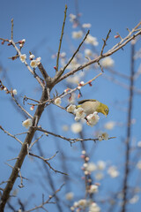 梅の木を飛び交うメジロ