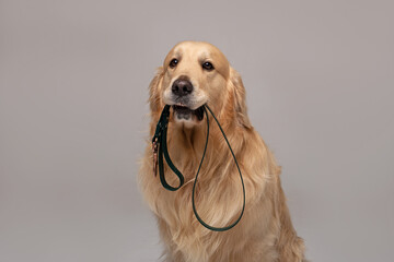 Golden Retriever dog sits and holds a leash in his teeth looking at the camera against a white...