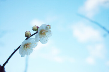 梅の花と青空