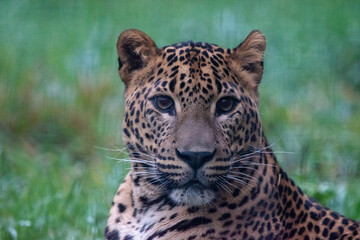 Close up of young male Sri Lankan leopard. In captivity at Banham Zoo, Norfolk, UK