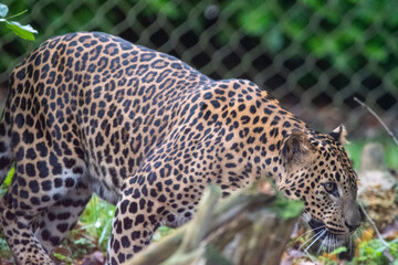 Young male Sri Lankan leopard standing in enclosure. In captivity at Banham Zoo, Norfolk, UK