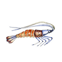 Watercolor illustration of a shrimp. Design element for menu, restaurant, aquarium, oceanarium. Mix technique - watercolour and graphics. Sea creatures.