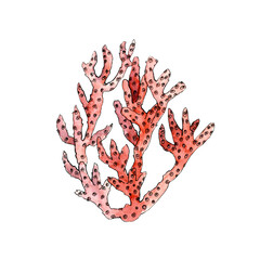 Watercolor illustration of coral. Design element for menu, restaurant, aquarium, oceanarium. Mix technique - watercolour and graphics. Sea creatures.