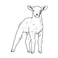 farm Lamb in sketch style. Vector isolated black and white illustration of an animal.