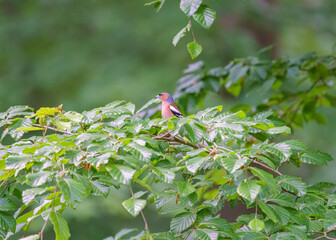 Common chaffinch sits on a branch in spring on green background. Beautiful songbird Common chaffinch in wildlife.