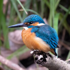 ブルーが綺麗なカワセミ
