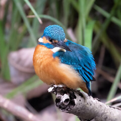 ブルーが綺麗なカワセミ
