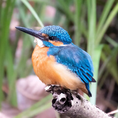 ブルーが綺麗なカワセミ
