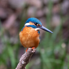 ブルーが綺麗なカワセミ
