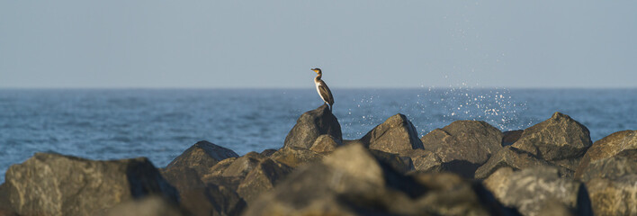 A white-breasted cormorant standing on rocks.