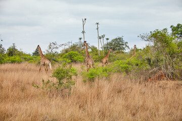 Safari Africa