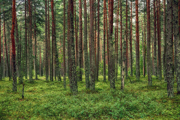 Dark pine forest