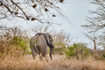 Safari Africa