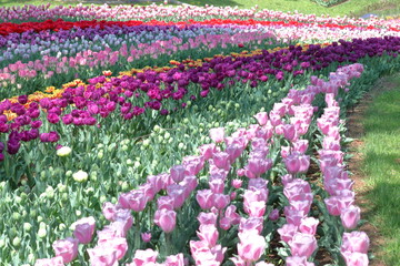 色とりどりに咲き誇る赤白黄色