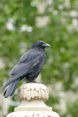 Portrait of a crow
