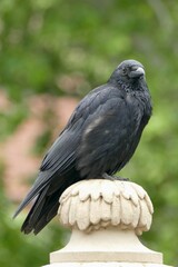 Portrait of a crow