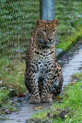 Young male Sri Lankan leopard. In captivity at Banham Zoo, Norfolk, UK