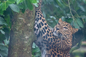 Fototapeta na wymiar Young male Sri Lankan leopard sharpening claws on tree branch. Banham Zoo, Norfolk, UK