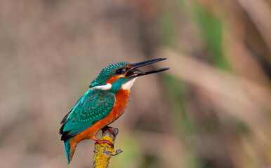 colorful bird trying to swallow the fish it caught, Common Kingfisher, Alcedo atthis