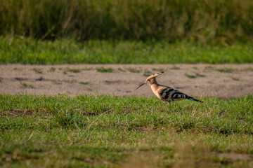 Eurasian hoopoe (Upupa epops) looking for food in the grass
