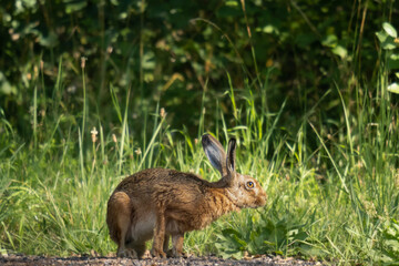 Brown hare (Lepus europaeus) crouching on a green background