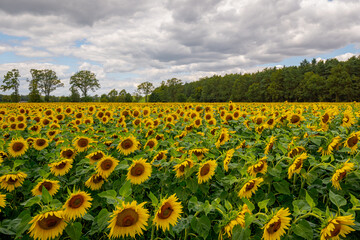 A field of blooming sunflowers