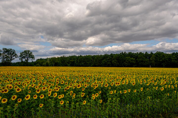 A field of blooming sunflowers