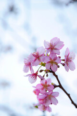 Obraz premium 桜と青空