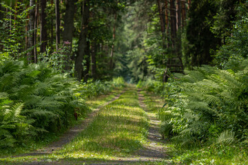Polish forest road in ferns
