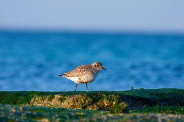 Obraz premium bird in its natural habitat, Grey Plover, Pluvialis squatarola