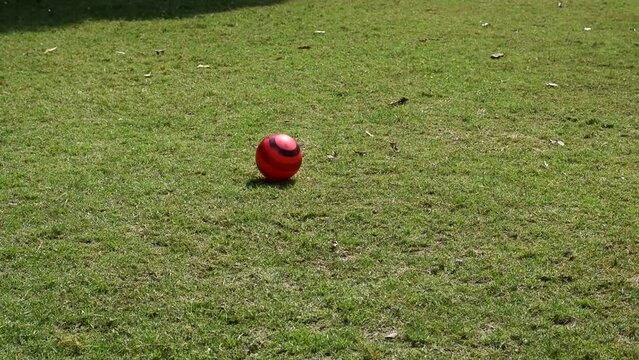 Colorful ball kept on the ground with green grass