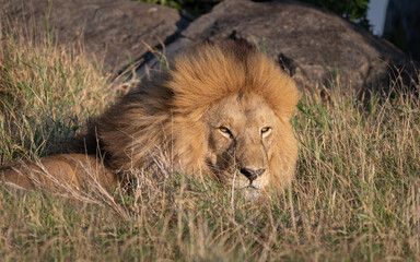 Detail of a wild male lion hiding in the undergrowth, in Africa.