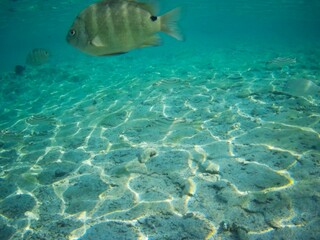Obraz premium Coral fish and coral reef - Jaz Maraya, Coraya bay, Marsa Alam, Egypt