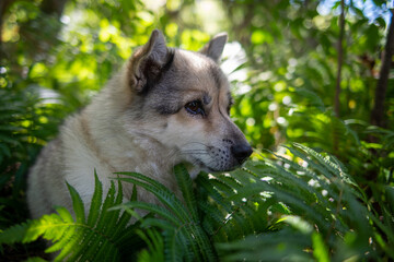 森の中の雑種犬