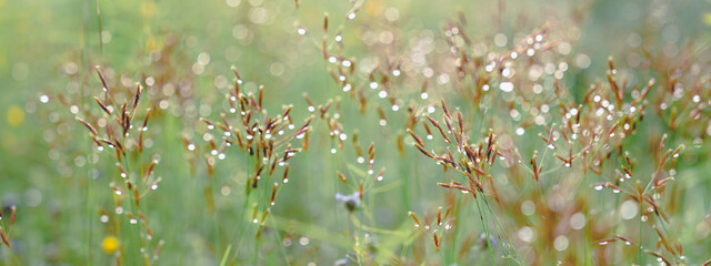 Closeup of wheat and barley fields under a cool and calm day